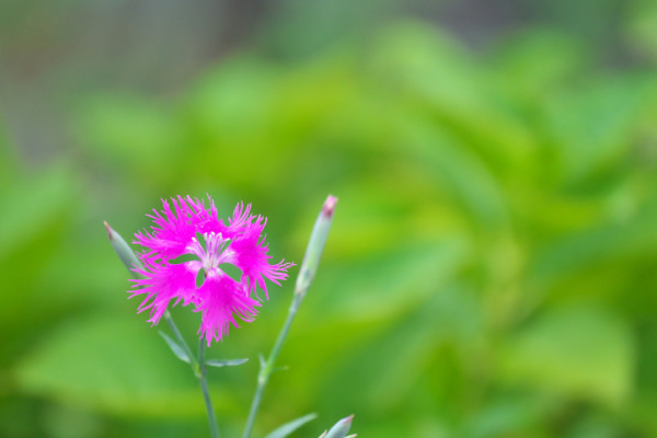 7月下旬诞生花 知乎