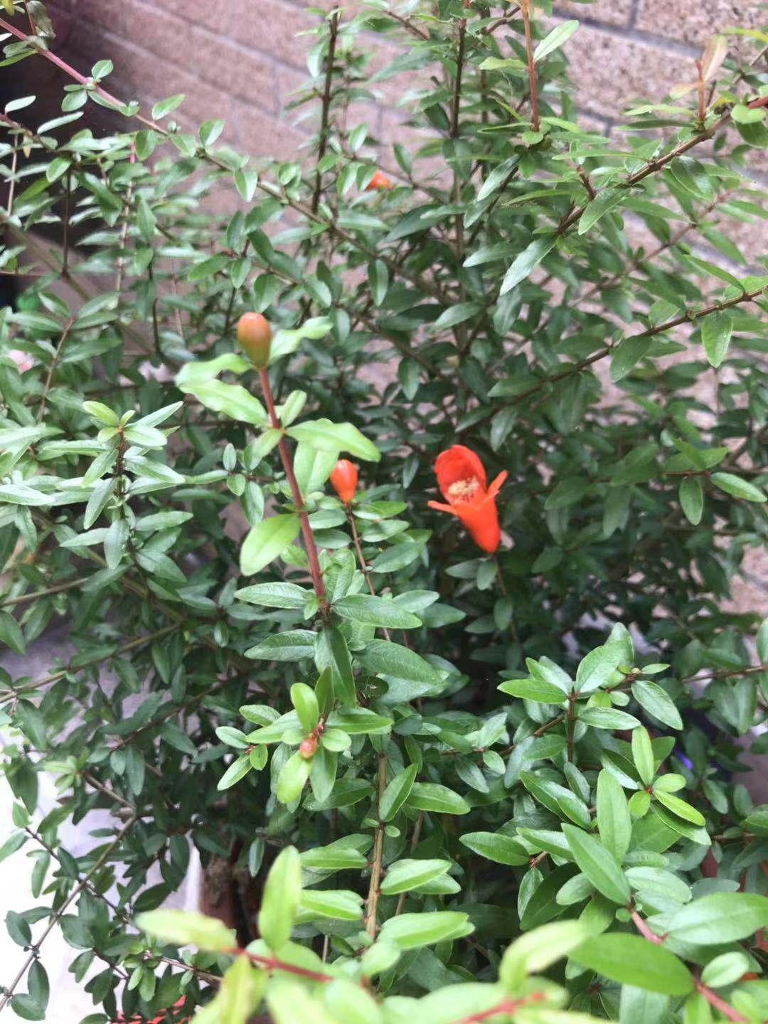 为什么潮汕人拿红花当神花