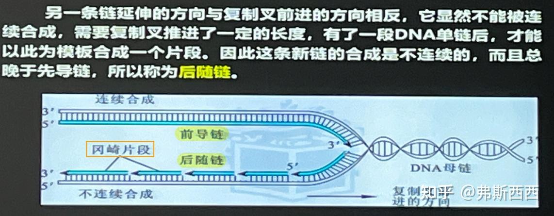生化——DNA的复制及损伤修复整理 - 知乎