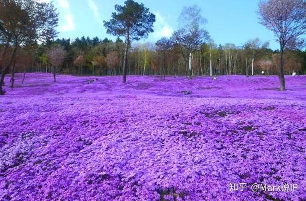 芝櫻花,瀧上公園,日本韓松洞,越南天子山,中國茶樹田地,中國黑林山