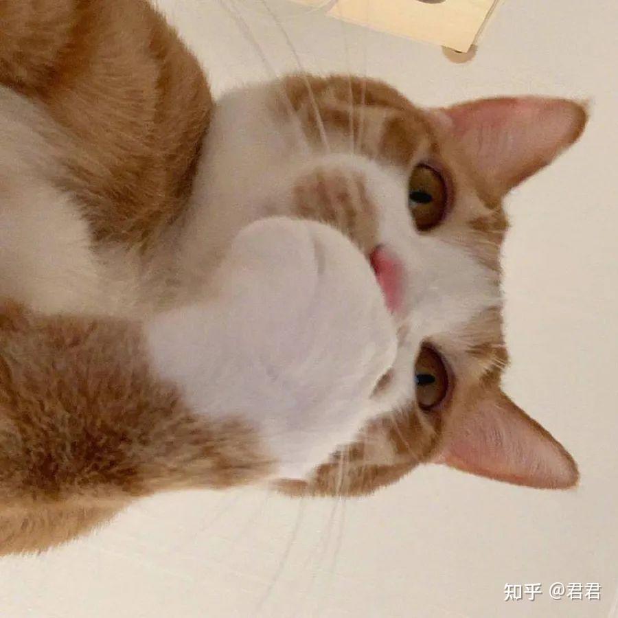 可爱猫狗头像可爱又憨憨的头像帅气的猫狗头像超萌可爱宠物头像