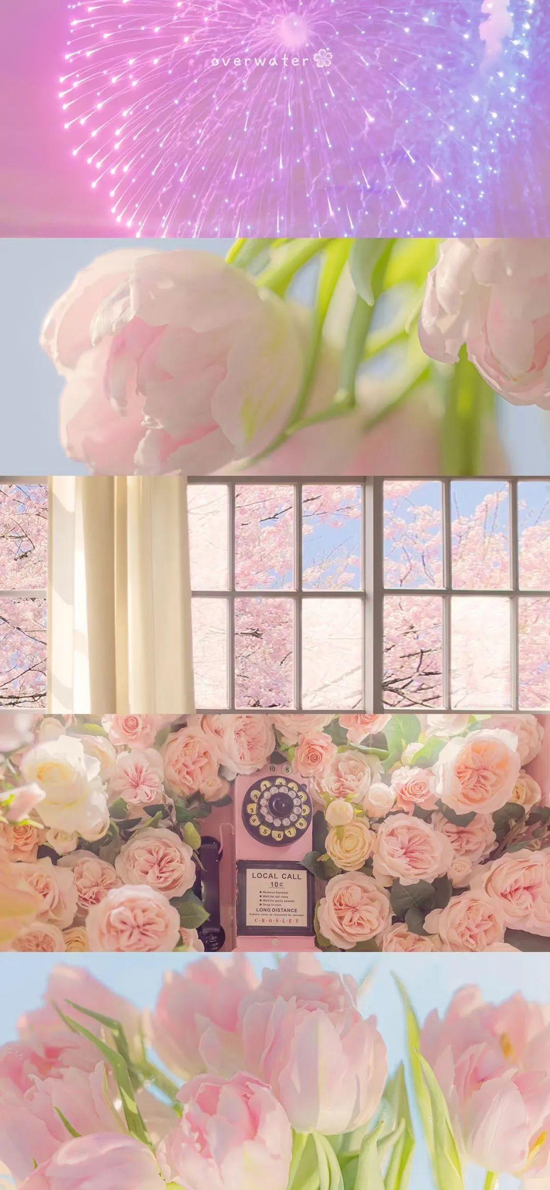 精选郁金香壁纸高级感郁金香壁纸永远浪漫