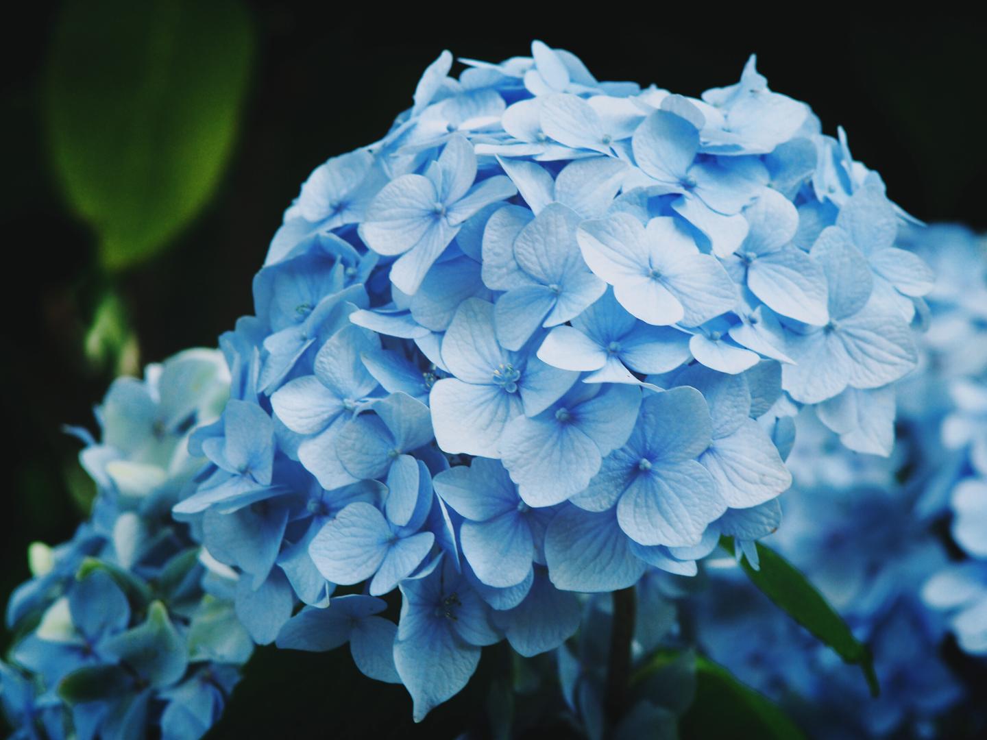 雨季的清新色彩 日本10大最美紫阳花名所 知乎 雨季的清新色彩 日本10大最美紫阳花名所 知乎