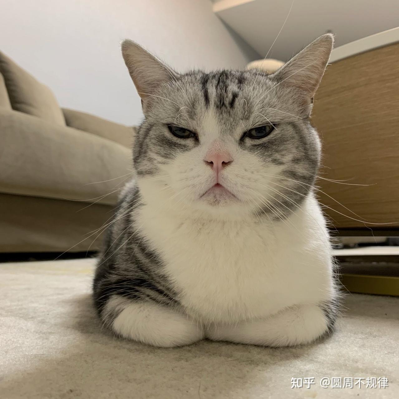猫喜欢“揣手手”，不止是为了取暖，而是另有目的！ - 知乎