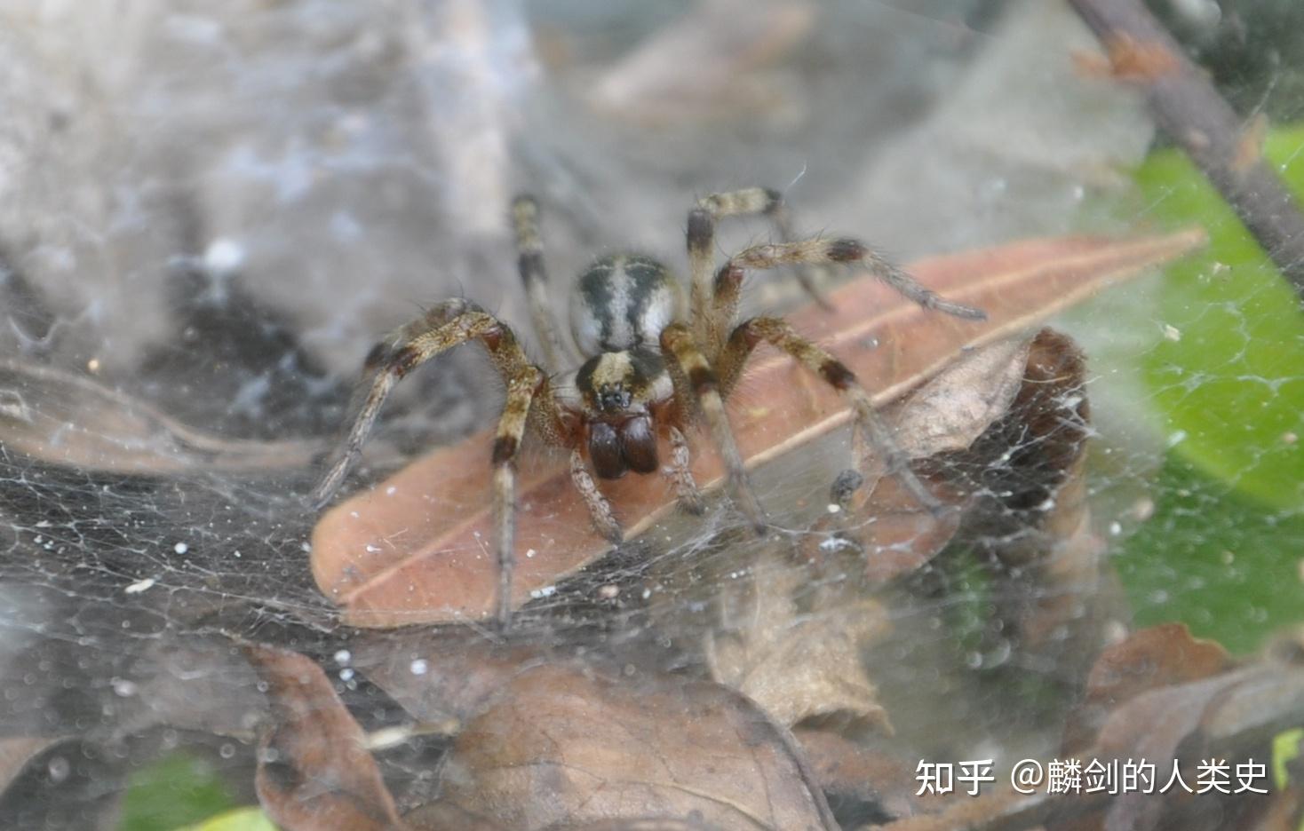 新蛛亚目—草蛛科