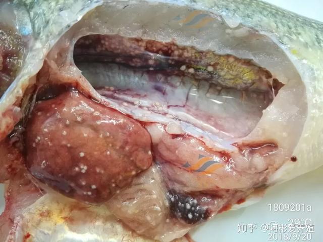 加州鲈内脏白点病这些防治建议不能不看