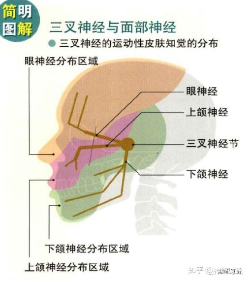 3D解剖丨头颈部、颅脑，满是干货速收藏 - 知乎