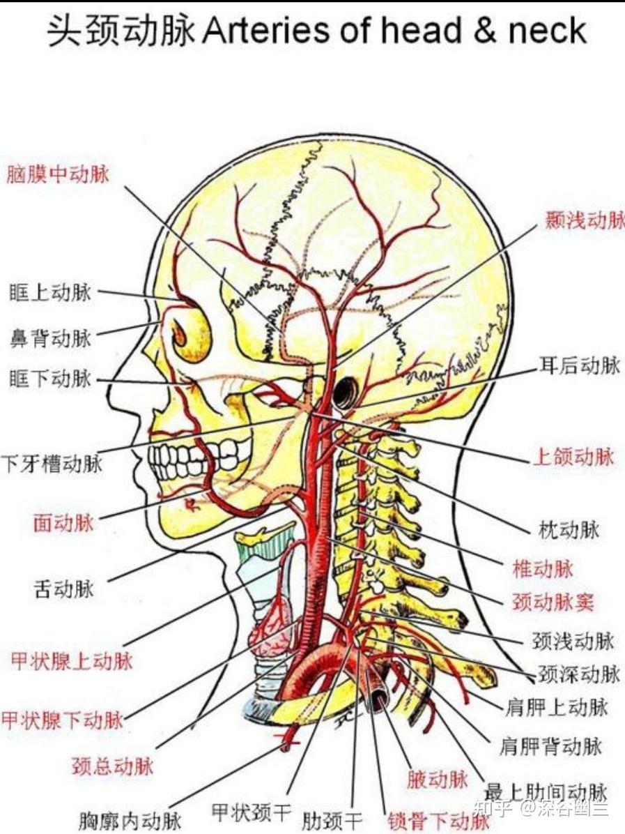 转头颈痛的调理