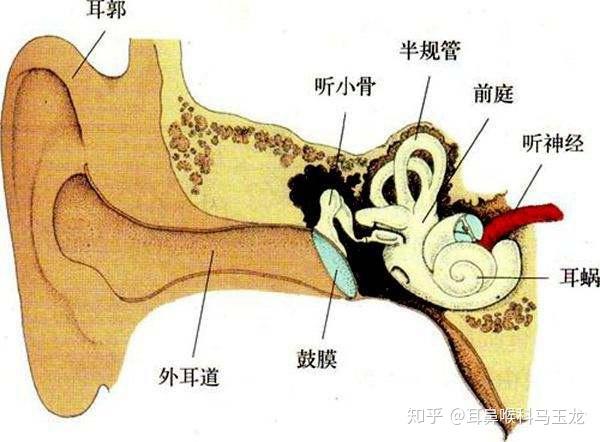 為什麼兒童容易患中耳炎