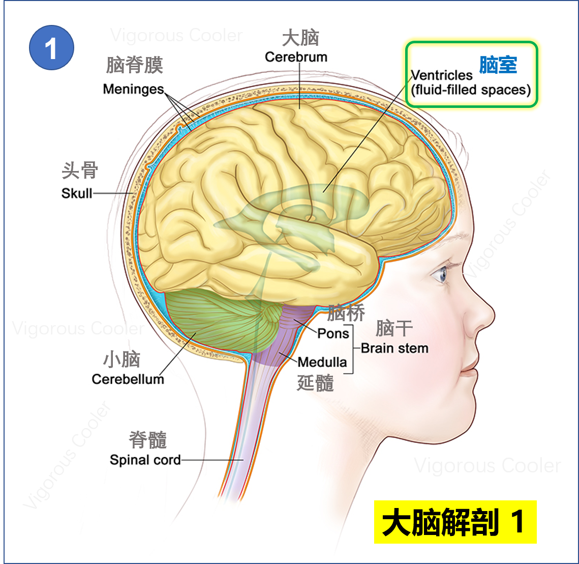 脑的应用解剖-神经外科手术-医学
