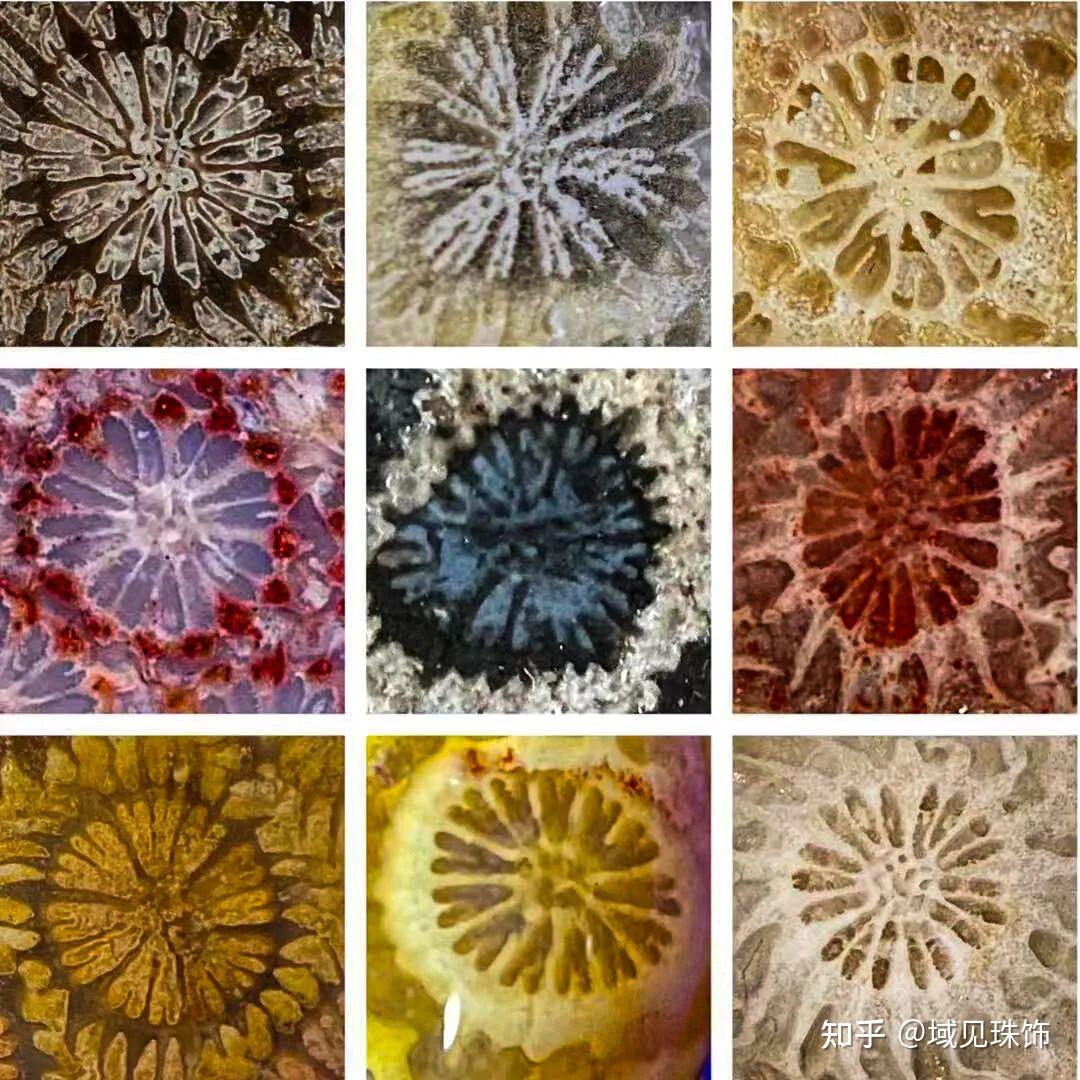 从而催生了"玛瑙化石珊瑚"这一名字,或简称为"玛瑙珊瑚"