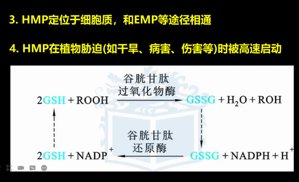 生化——磷酸戊糖途径与糖异生 - 知乎
