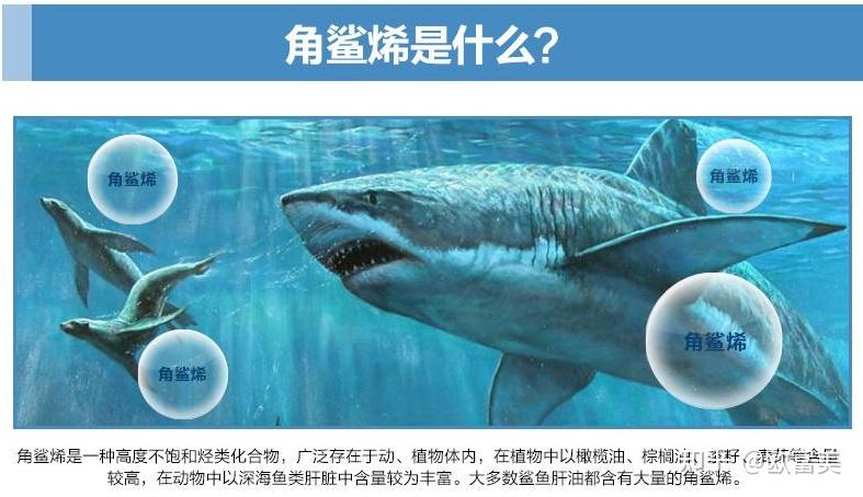 但是鲨鱼的不可养殖特点注定了角鲨烯成为一种不可多得的稀缺物质