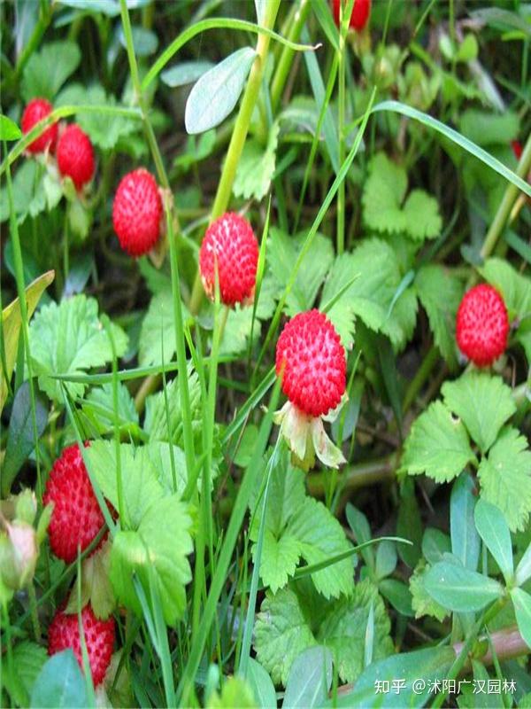 蛇莓简介 知乎
