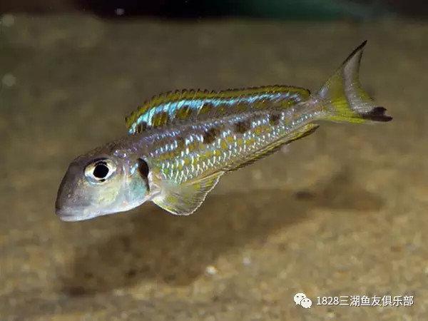 坦湖底栖鱼类图鉴大全