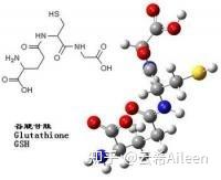 glutathione 作用 The Science-y Part of the Methylation Cycle main image 1