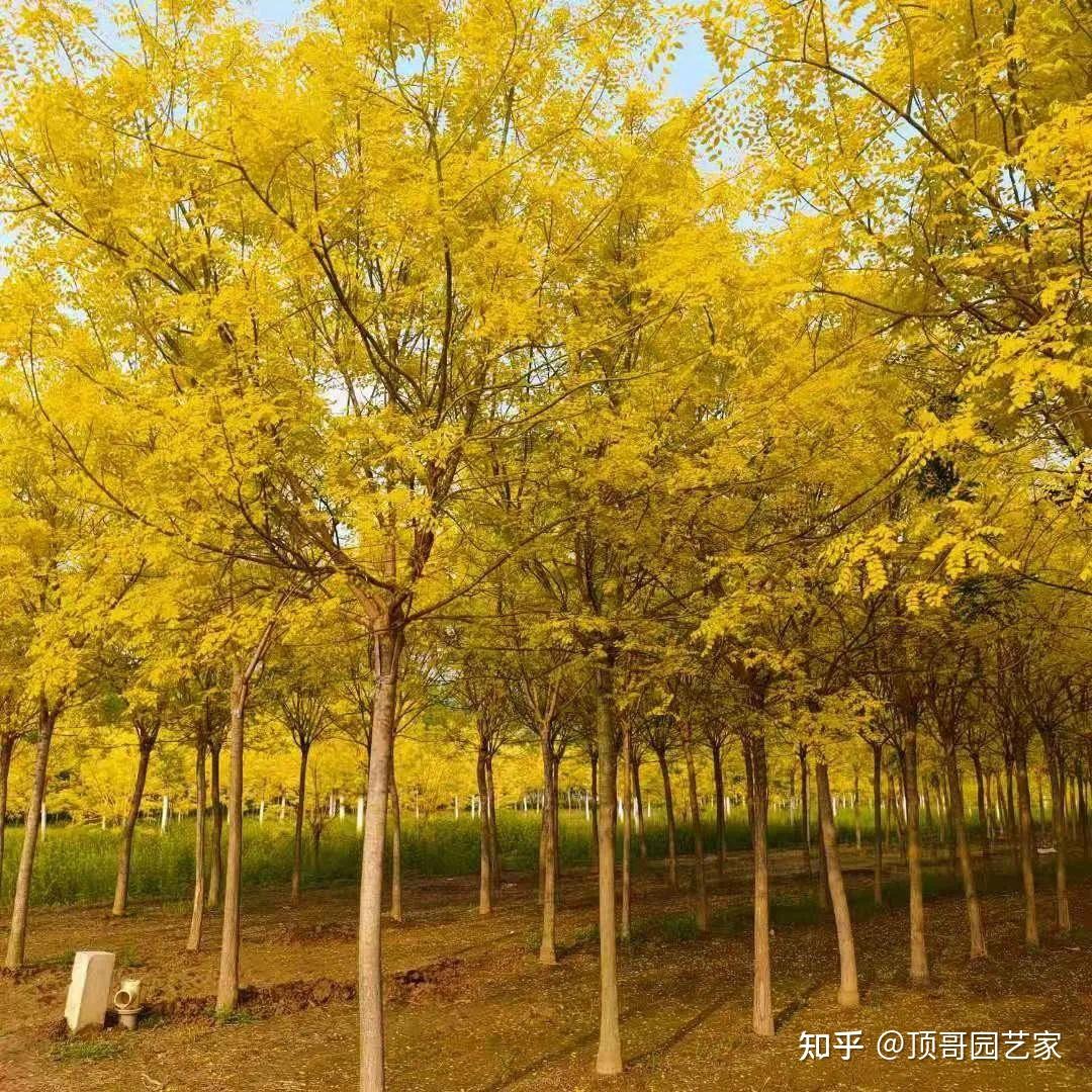 盘点15种适合庭院的彩叶植物,好看的庭院都需要一点不一样的色彩! - 知乎