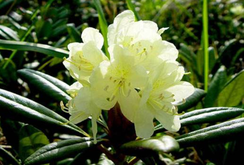 国家Ⅱ级珍稀濒危物种东北地区特有的牛皮杜鹃