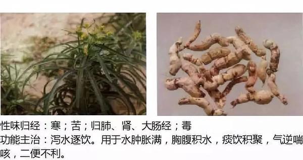 500余种中草药图  第104张