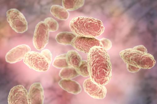 百日咳杆菌igg抗体检测试剂说明书