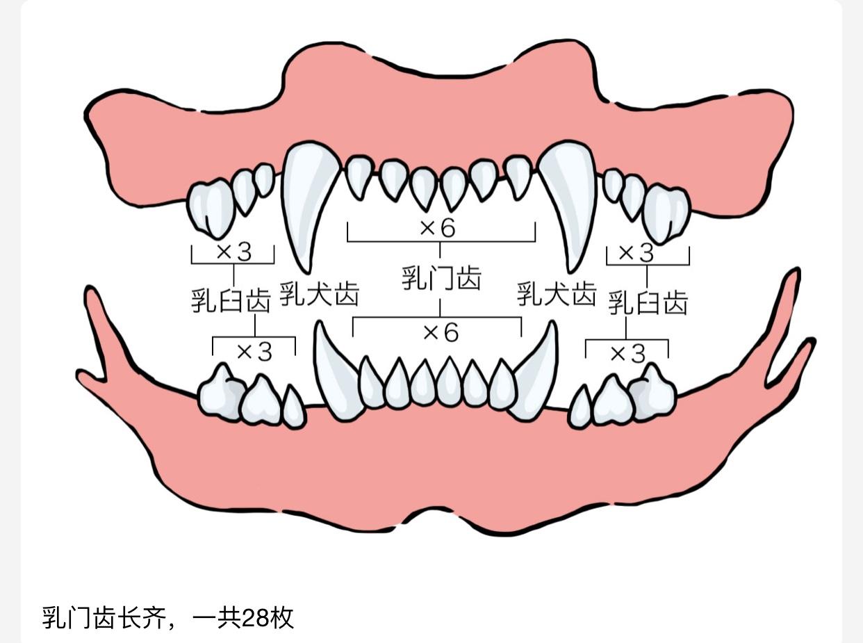 如何判断宠物的年龄