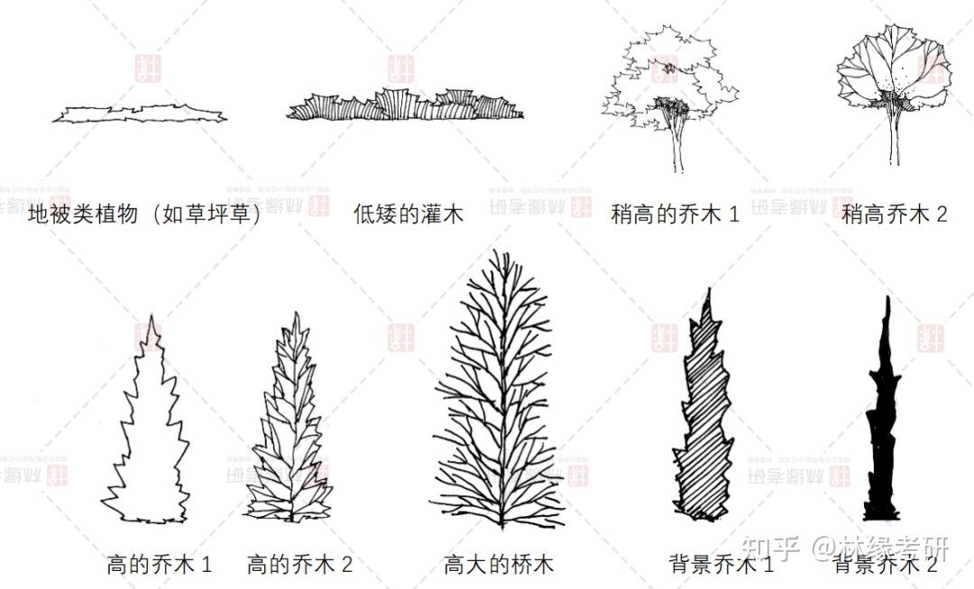 灌木剖面图手绘图片