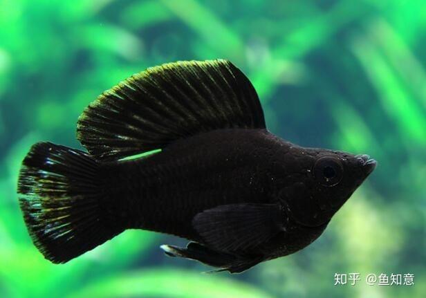 2  玛丽鱼的种类