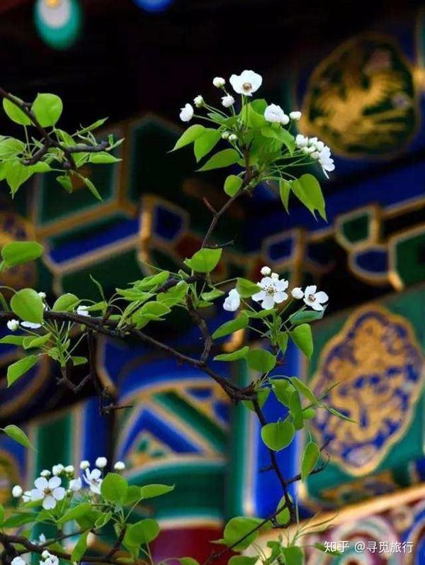 北京春季赏花宝典 对的时间和地点邂逅超美的花朵 知乎