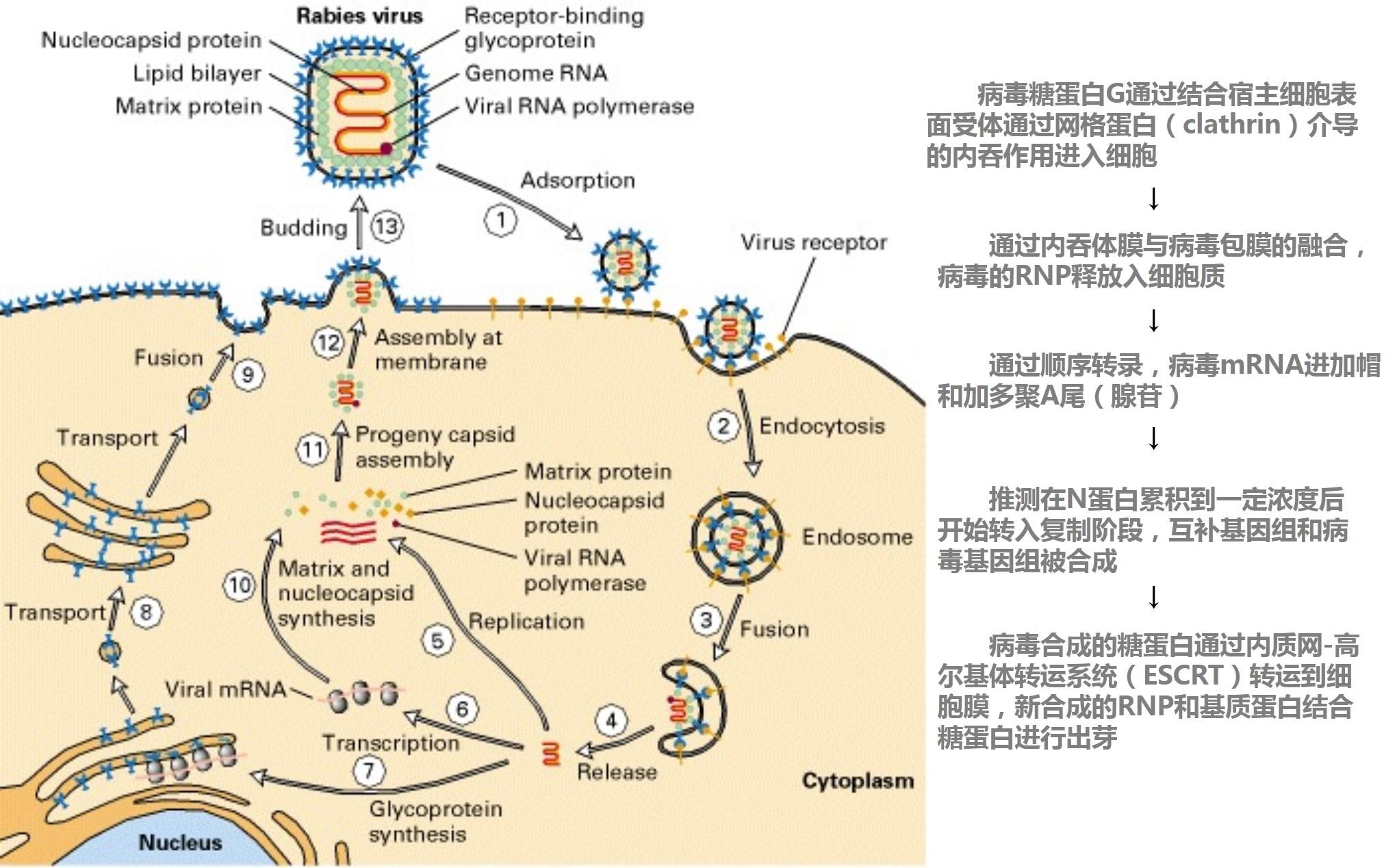 弹状病毒科