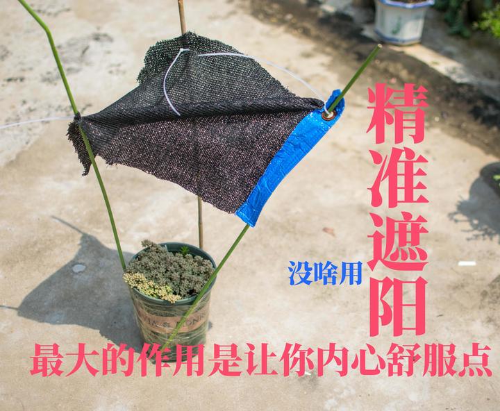 多肉植物 夏季该遮阳啦 但遮阳不是万能的 来了解一下吧 知乎