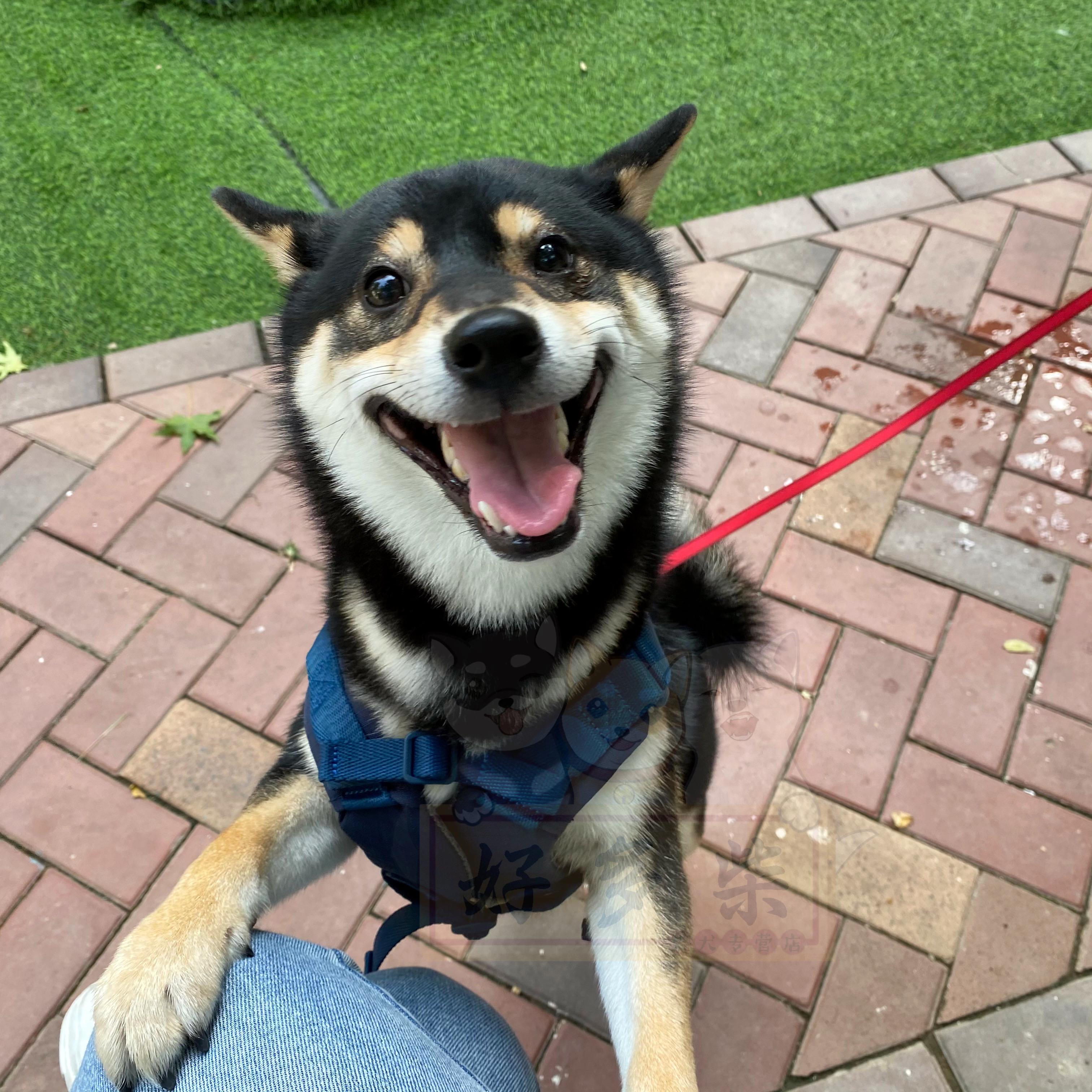 柴犬百科想要一只大饼脸柴幼犬时期如何挑选