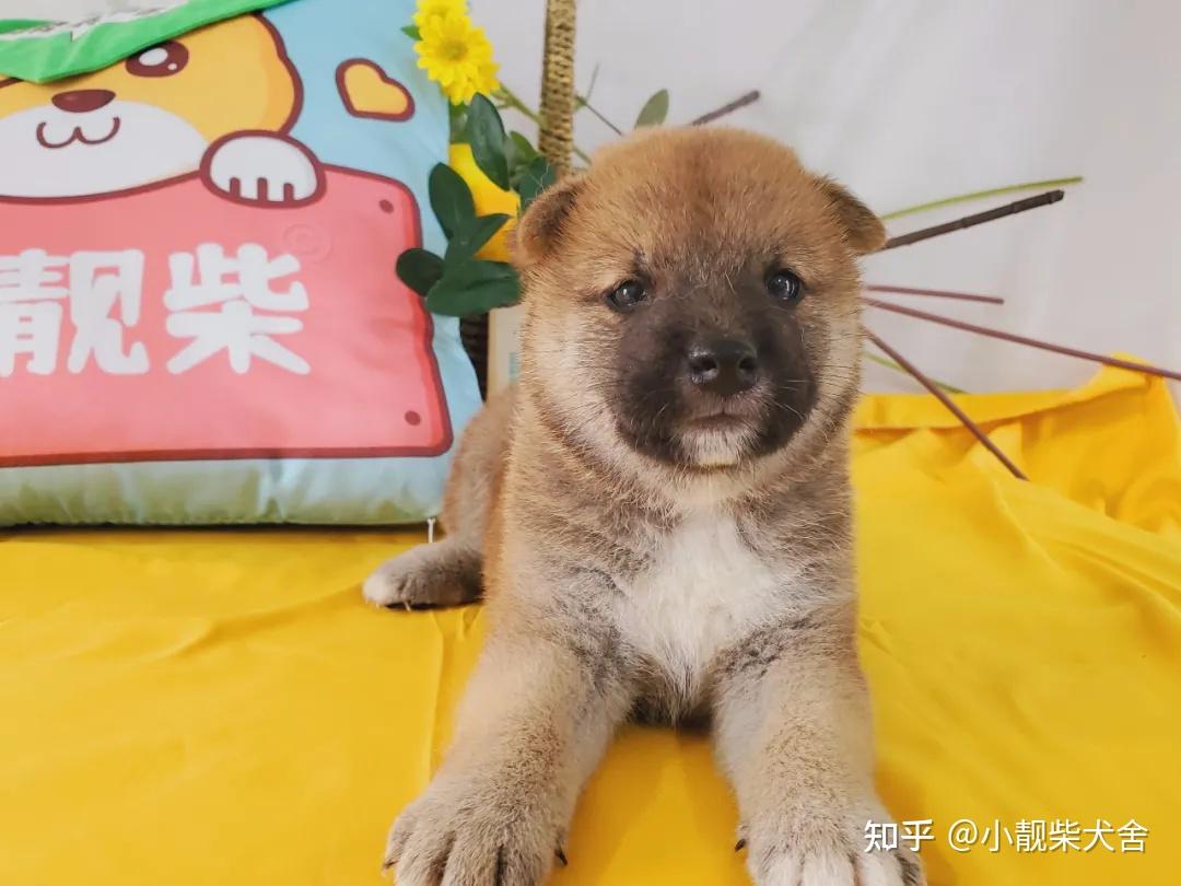 柴犬品相鉴别怎样挑选柴犬幼犬