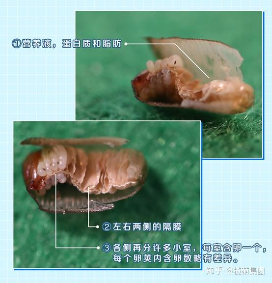 高能如果小孩子误食蟑螂卵鞘后果会怎么样