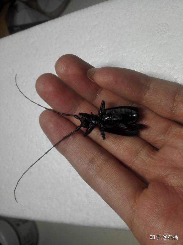 昆虫标本制作星天牛年7月14日记 昆虫标本制作天牛标本 百泓网 昆虫标本制作星天牛年7月14日记 昆虫标本制作天牛标本 百泓网