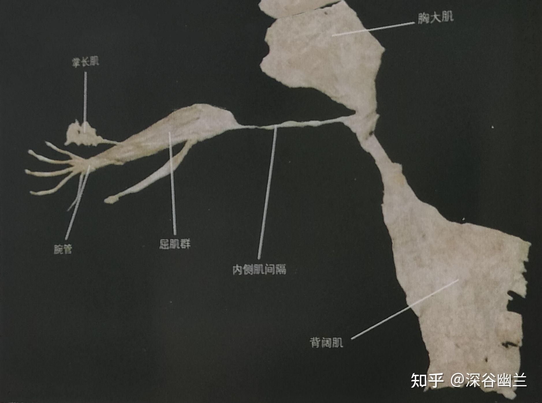 肌筋膜经线之手臂线 - 知乎
