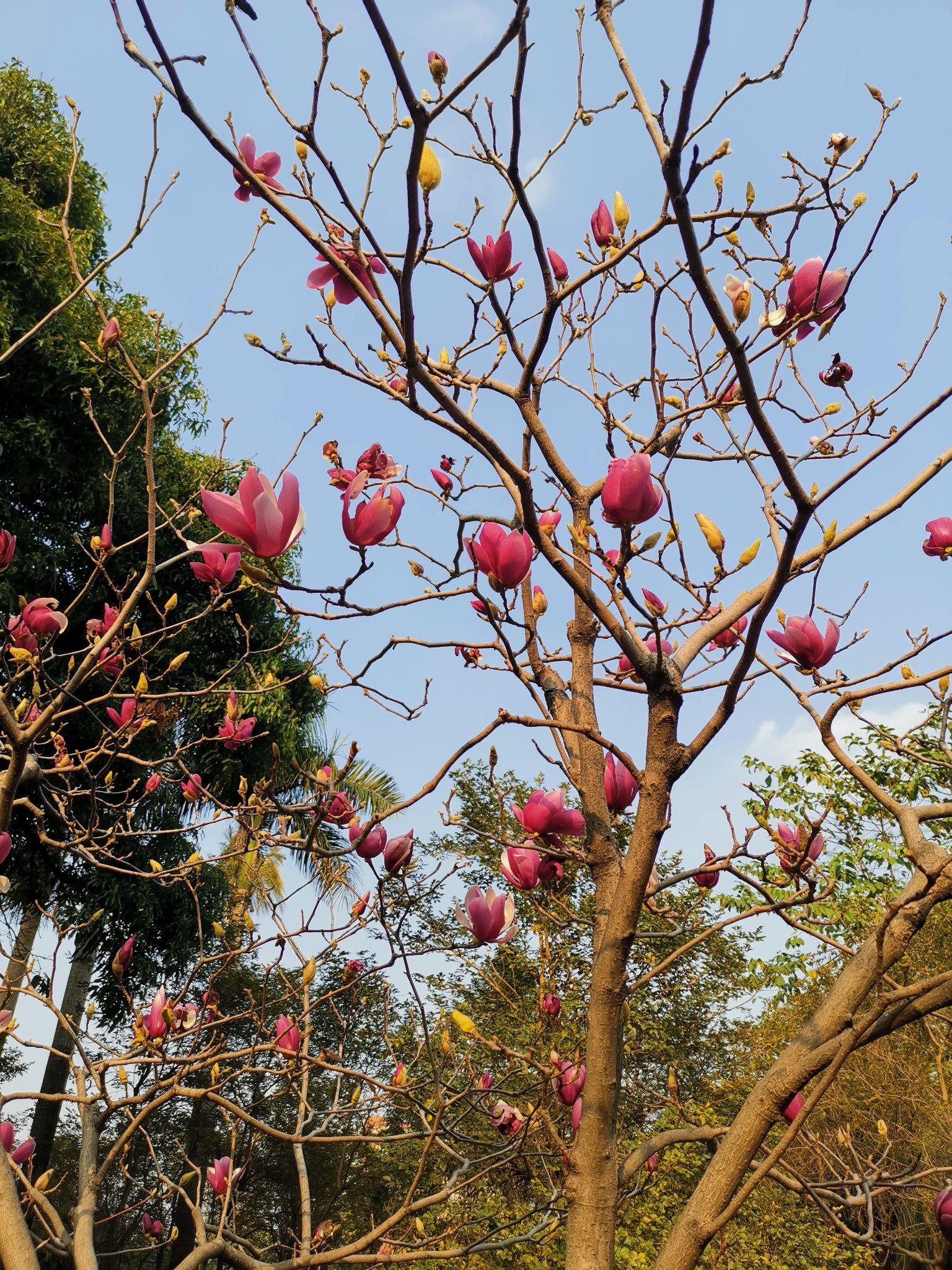 诗情花意:碧落真人著紫衣,始堪相并木兰枝 - 知乎