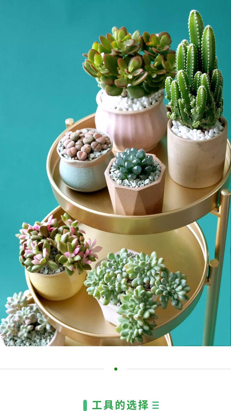 多肉种植容器 v2-5ea13ab1c627d89d564811b10937c7c7_r.jpg