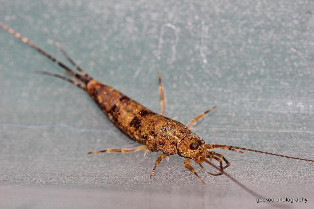 两种石蛃的外形.