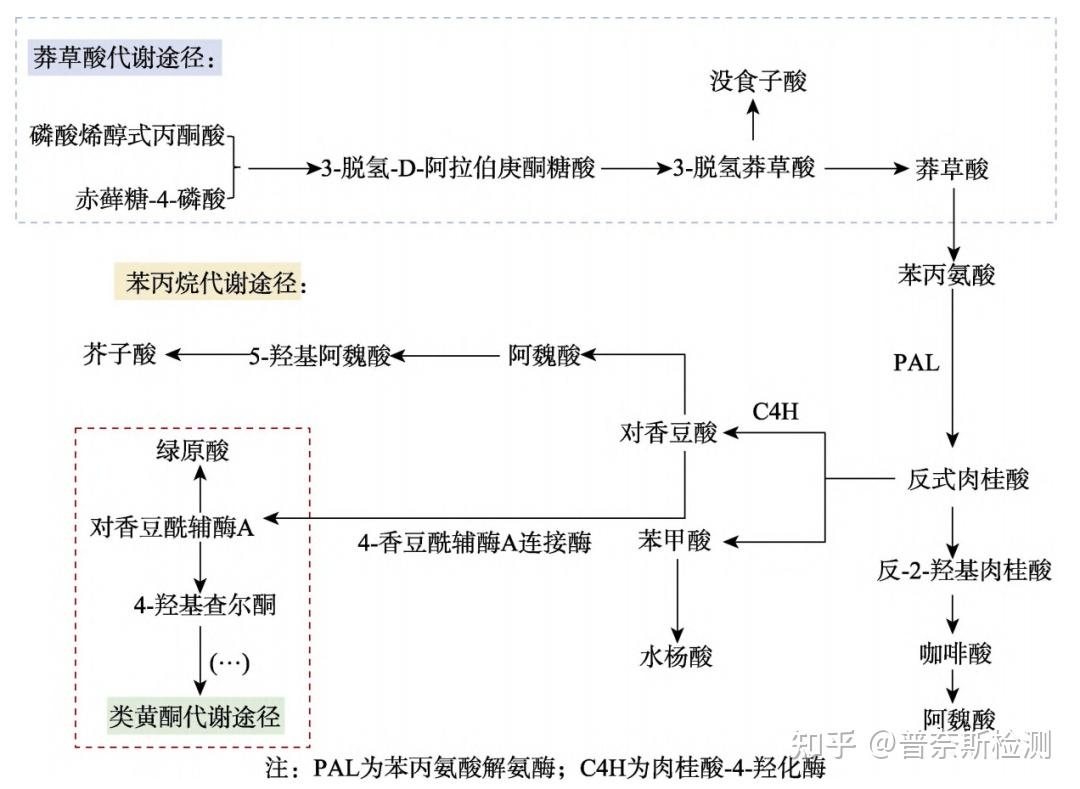 酚酸类物质的分类与作用 - 知乎