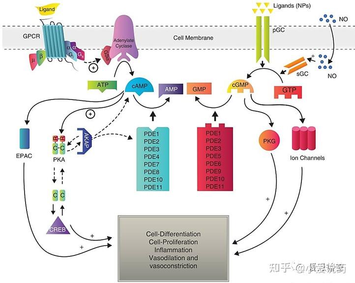 Pde PDE(磷酸二酯酶) Panel_IBC - 知乎