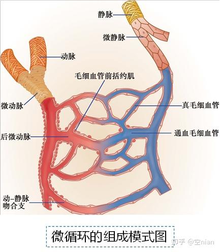 微循环的血流通路(1)迂回通路(营养通路)微动脉→后微动脉→毛细血管