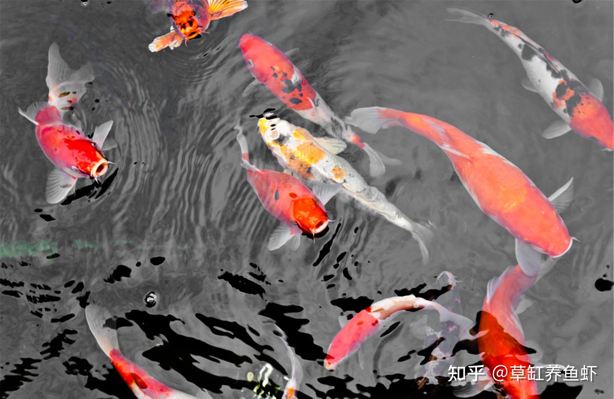 養什麼魚既喜慶又吉利?要養就養錦鯉魚,招財又轉運 - 知乎