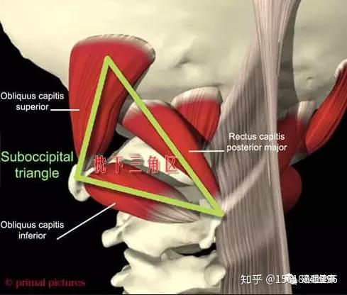 肌肉简介枕下肌群与下颌关节轴及椎骨动脉有着密切的关系,所以治疗时
