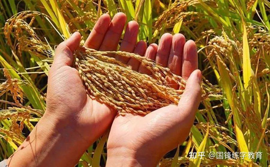 “粮”,我们天天吃,顿顿离不了,但是你真的了解它吗? - 知乎