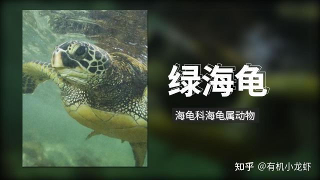 绿海龟 - 知乎