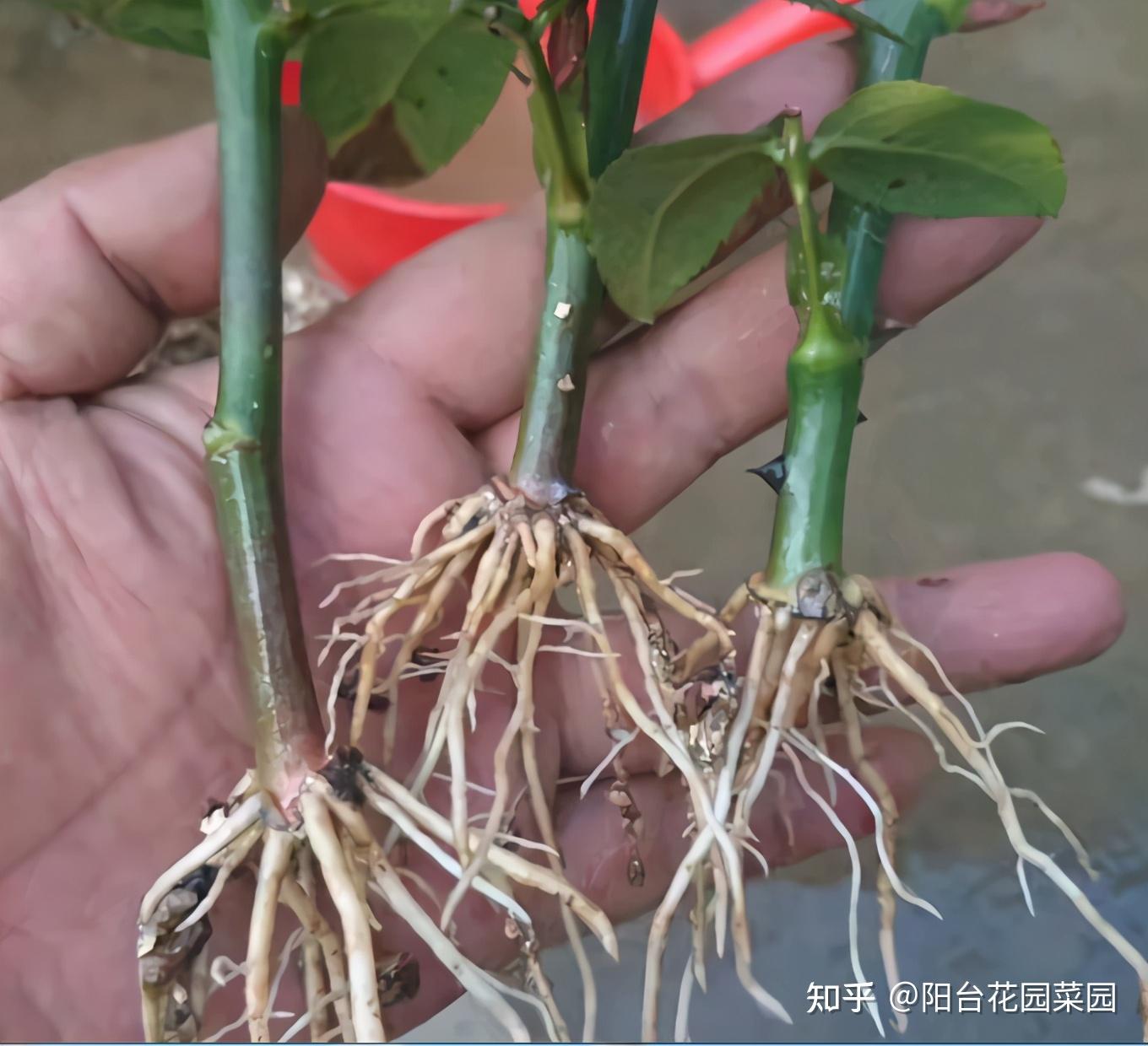 先把月季的根系养壮养好了,才能提供给它源源不断的养分,让它的花苞都