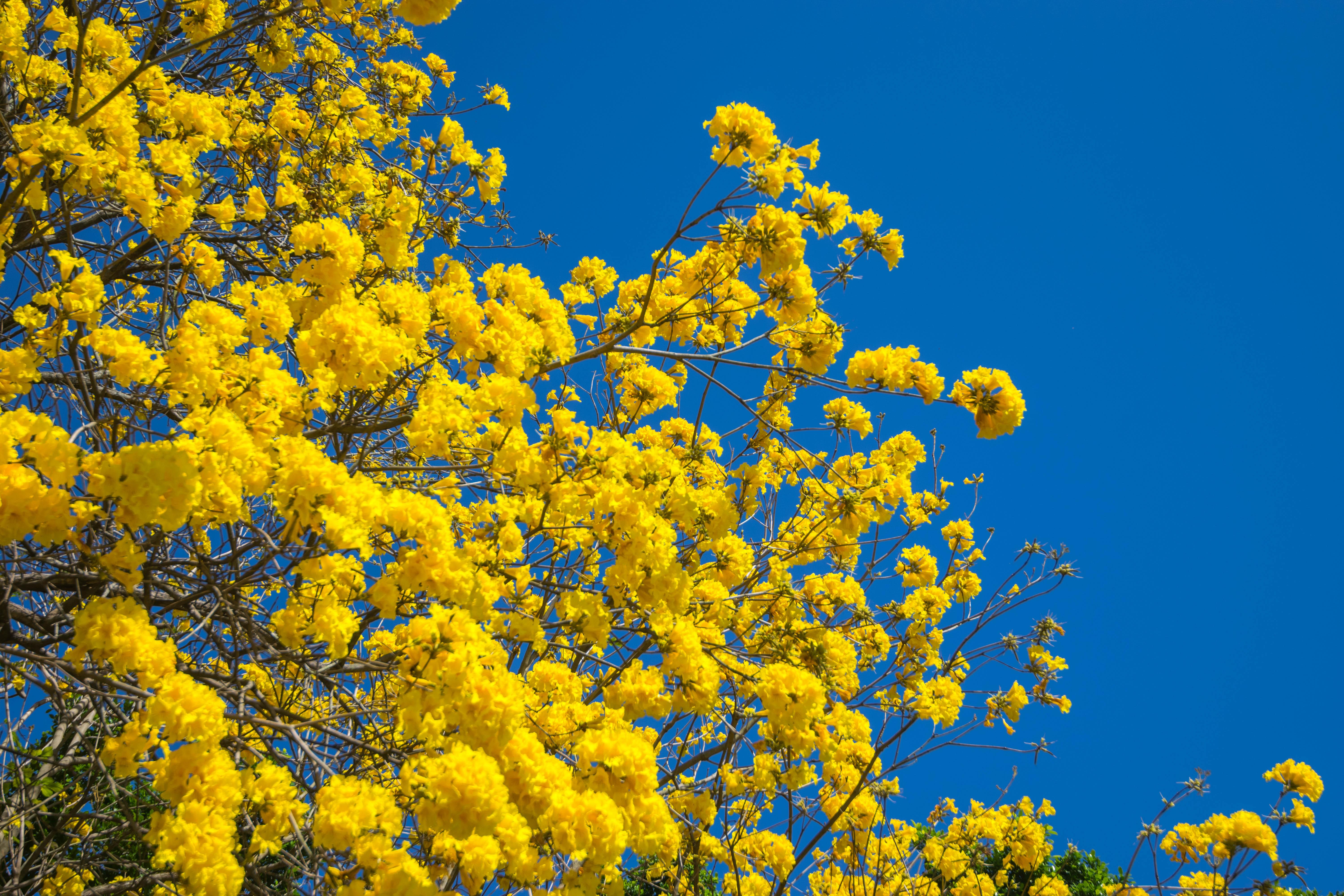 南国之春黄花风铃木及一些花草