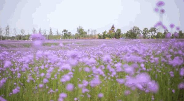 六月 是紫色的花海 知乎