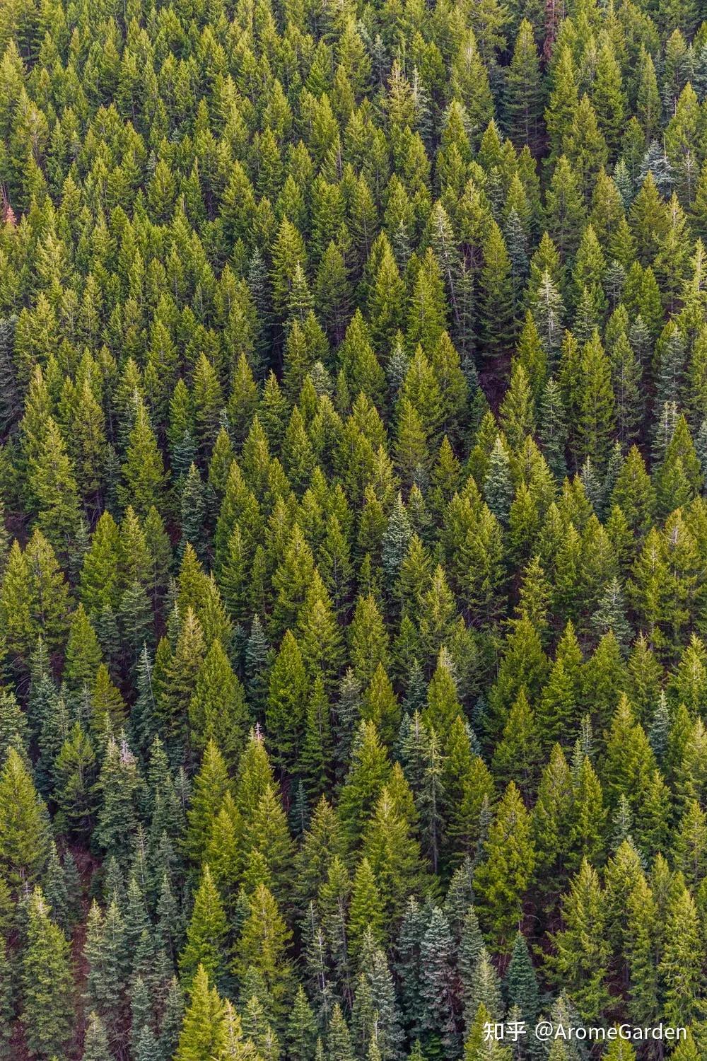 干燥的大西洋雪松配合甜美的维吉尼亚杜松,它俩儿是超级好搭档;欧洲