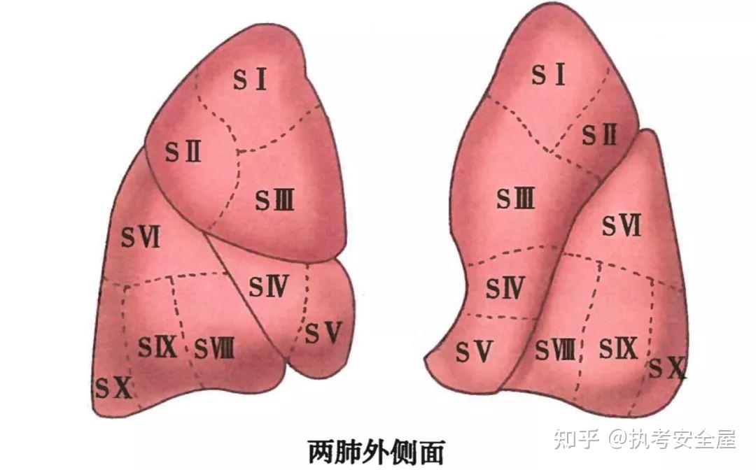 收藏起来！呼吸系统解剖图谱 - 知乎